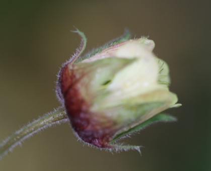 Humleblomster.jpg