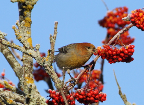 Tallbit som kalasar på rönnbär.jpg